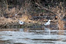 Pekingente (3 von 3).jpg